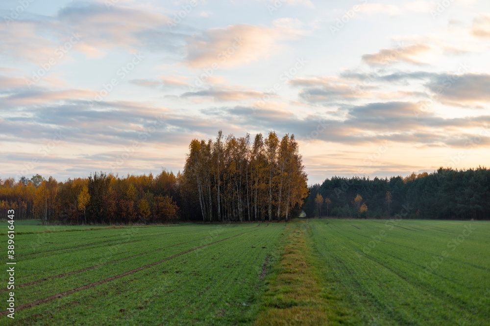 Autumn landscape with colored clouds in the blue evening sky. Autumn birch and mixed forest on the horizon contrasts with the green field in the foreground. contrast green field and autumn forest.