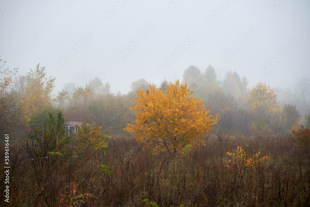 Fototapeta premium łąka we mgle ,drzewa ,mgła ,łąka