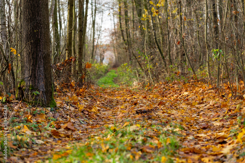 Fototapeta premium Deciduous autumn forest at the time of leaf fall. Fallen leaves in the forest covered the ground and the road. A fragment of the autumn forest at the moment when the leaves fell to the ground. 