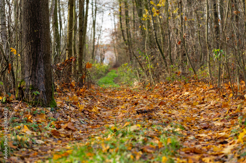 Deciduous autumn forest at the time of leaf fall. Fallen leaves in the forest covered the ground and the road. A fragment of the autumn forest at the moment when the leaves fell to the ground. 