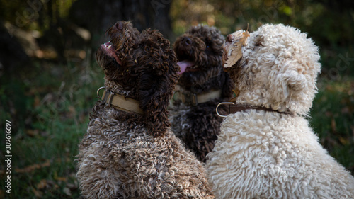 Truffle finding dogs (Lagotto romagnolo)