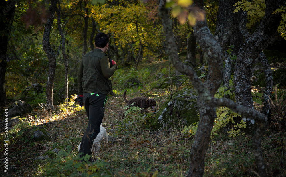 Truffle finding dogs (Lagotto romagnolo)