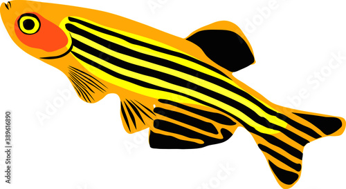vector illustration of a zebra danio fish photo