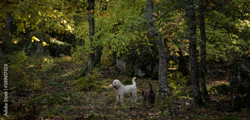 Truffle finding dogs (Lagotto romagnolo)