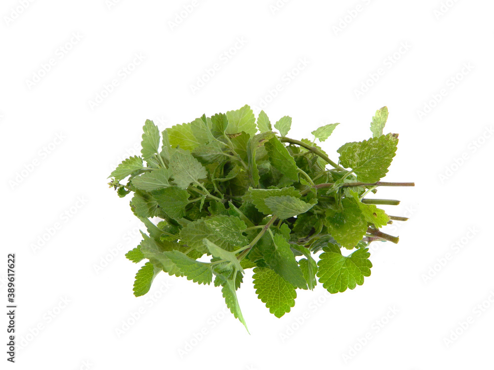 lettuce greens isolated on white background lettuce greens isolated on white background