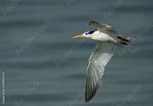 Closeup of Greater Crested Tern in flight at Busaiteen coast, Bahrain