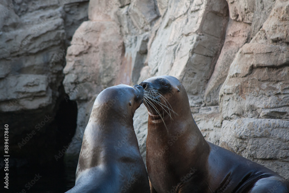 Naklejka premium Zwei Seelöwen küssen sich