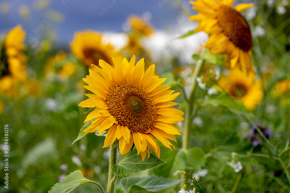 Sonnenblume, Blumen, Feld,