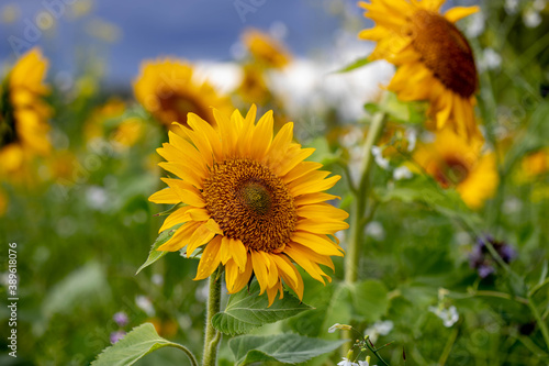 Obraz na płótnie Sonnenblume, Blumen, Feld, w salonie