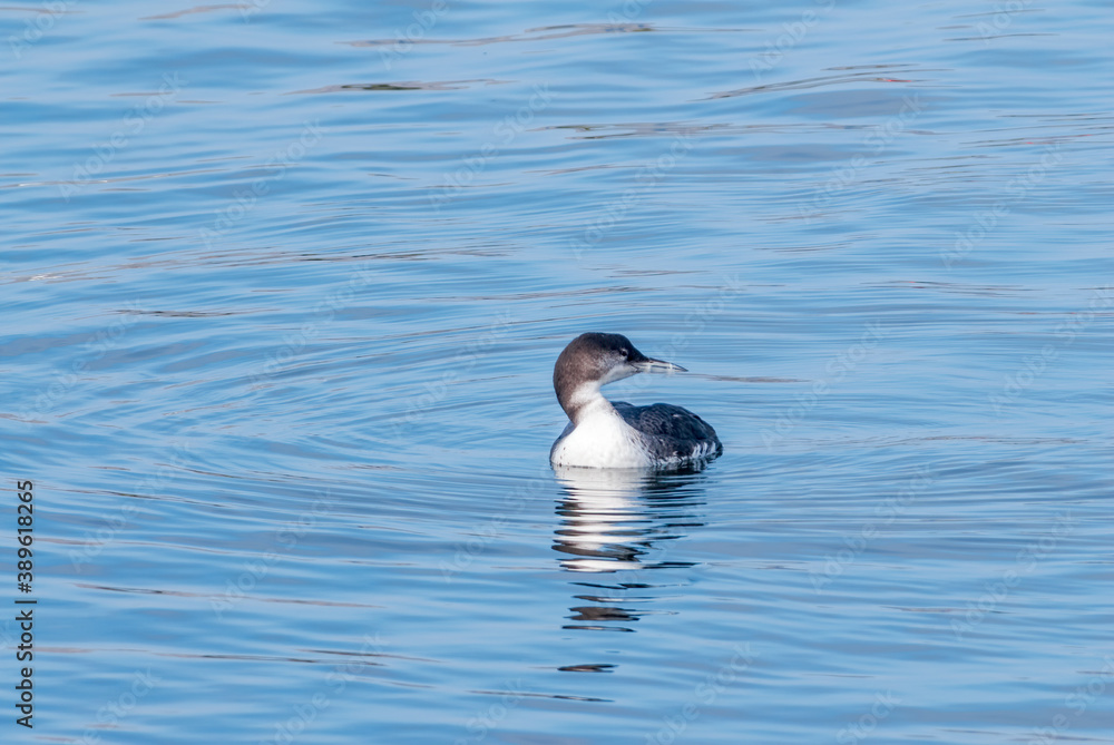 Immature Common Loon (Gavia immer) in Bodega Bay area, California, USA Immature Common Loon (Gavia immer) in Bodega Bay area, California, USA