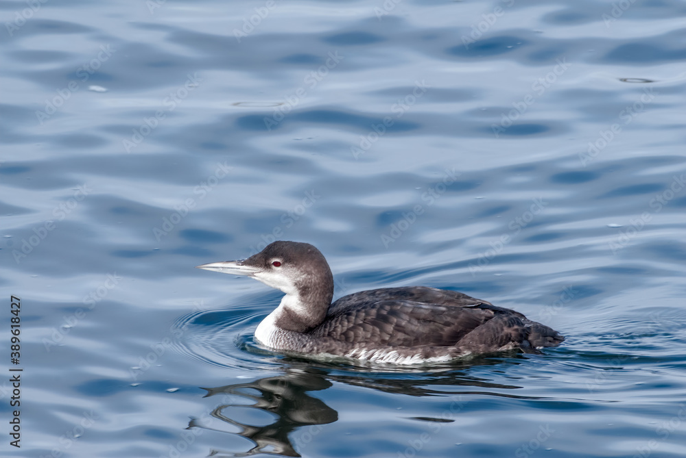 Immature Common Loon (Gavia immer) in Bodega Bay area, California, USA Immature Common Loon (Gavia immer) in Bodega Bay area, California, USA