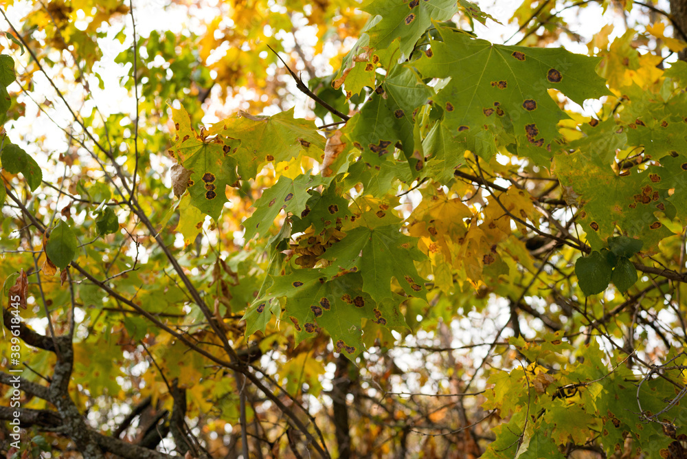 Black patch on the leaves of the maple. The disease is caused by the fungus Rhytisma acerinum. With this disease, large, round, black, slightly convex spots with a yellowish-green border are formed. Black patch on the leaves of the maple. The disease is caused by the fungus Rhytisma acerinum. With this disease, large, round, black, slightly convex spots with a yellowish-green border are formed.