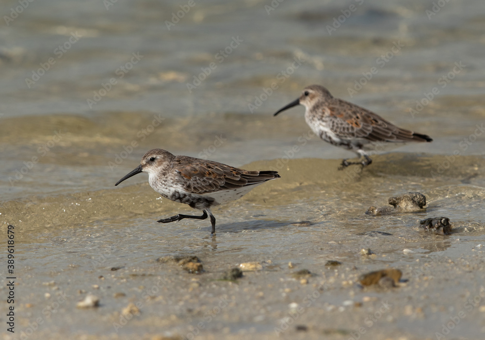 Dunlins at Busaiteen coast, Bahrain Dunlins at Busaiteen coast, Bahrain