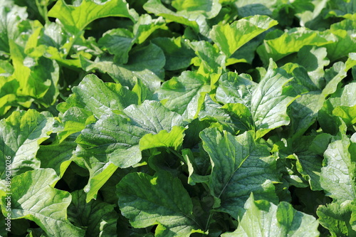 무가 성장중인 농촌의 풍경