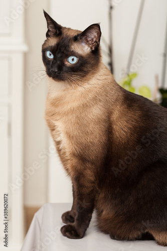 Portrait of a cute siamese breed cat with beautiful blue eyes