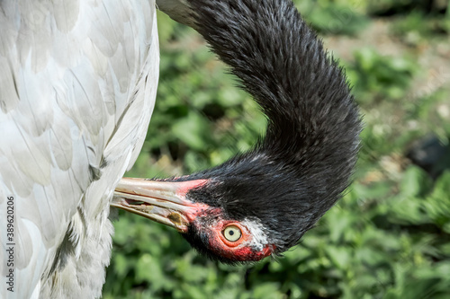 Black-necked Crane (Grus nigricollis) photo