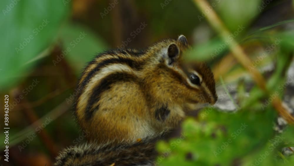 Chipmunk eats wet in the autumn forest close up Chipmunk eats wet in the autumn forest close up