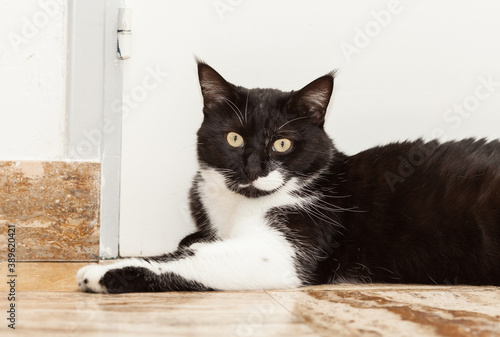 Portrait of a cute black and white long haired cat with yellow eyes