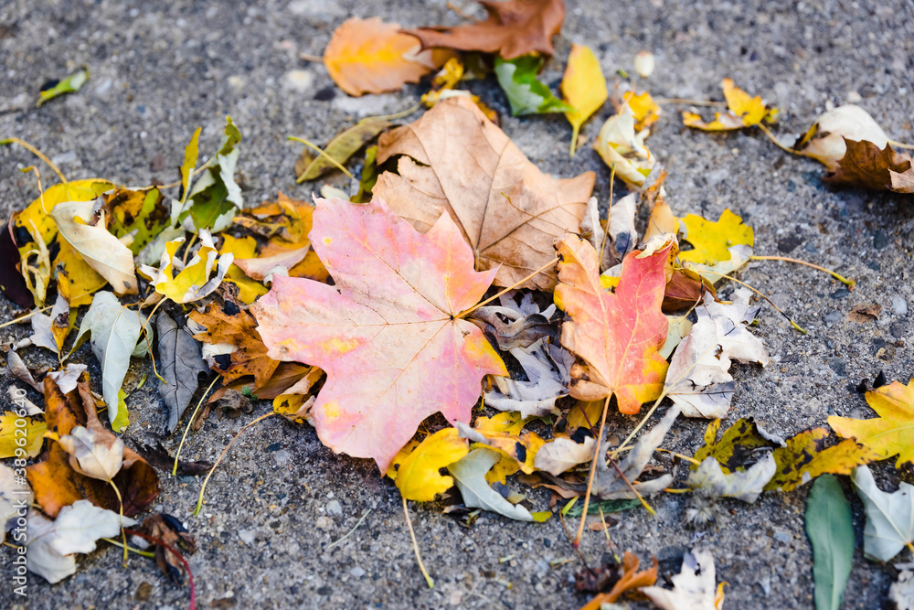 a pile of leaves left in the driveway by the wind