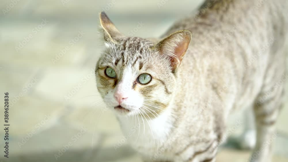 Silver cat meowing with Cat sounds, Nice cat meowing on the stone floor. with Natural sound. Silver cat meowing with Cat sounds, Nice cat meowing on the stone floor. with Natural sound.