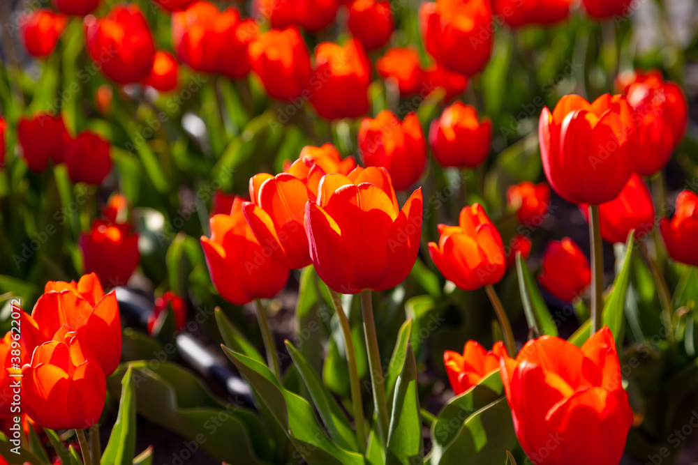 Red tulips background. Beautiful tulip in the meadow. Flower bud in spring in the sunlight. Flowerbed with flowers. Tulip close-up. Red flower. Bottom view. Card.