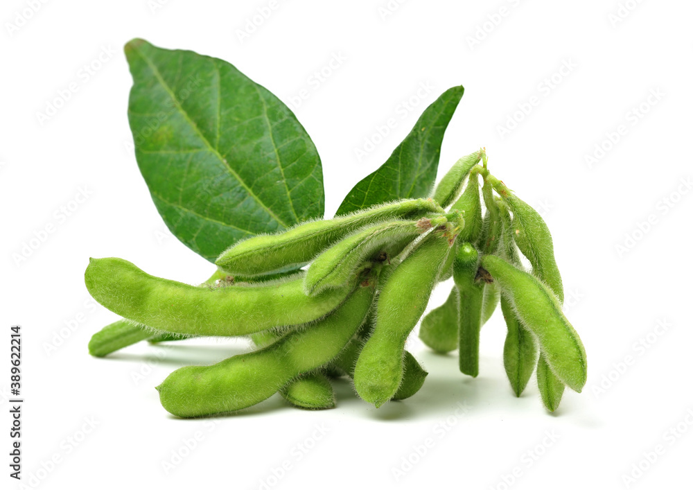 Fresh harvested soybean (edamame) plant isolated on white background Fresh harvested soybean (edamame) plant isolated on white background
