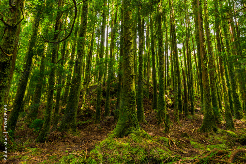 mystic green forest in Azores mystic green forest in Azores