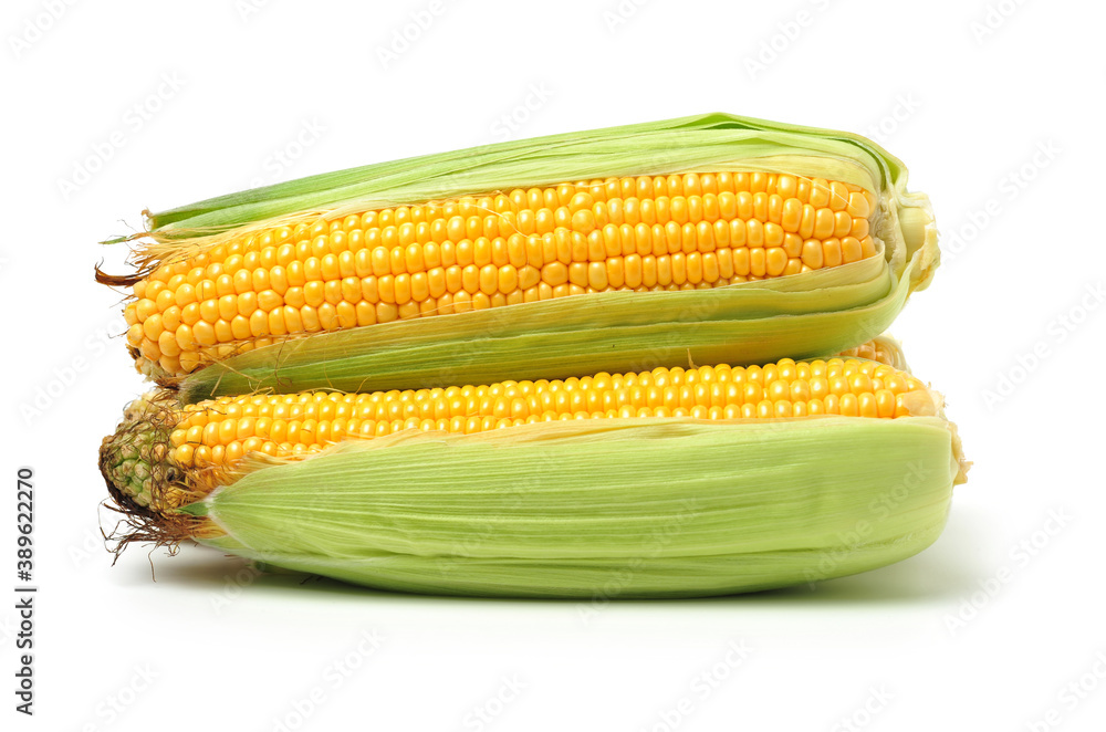 Corn on a white background 