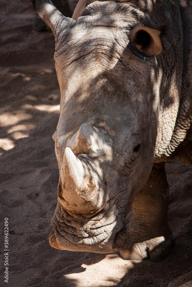 Fototapeta premium Nashorn im Wildpark bei Herbstsonne