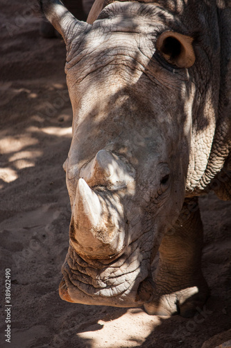 Nashorn im Wildpark bei Herbstsonne