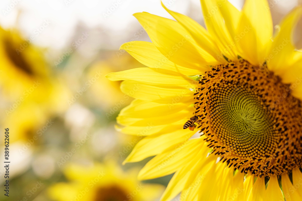 Fototapeta premium close-up of a beautiful sunflower in a Garden