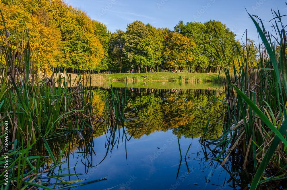 Fototapeta premium Landscape with autumn park in the sunny day. Yellow and green trees are displayed with reflection on the lake.