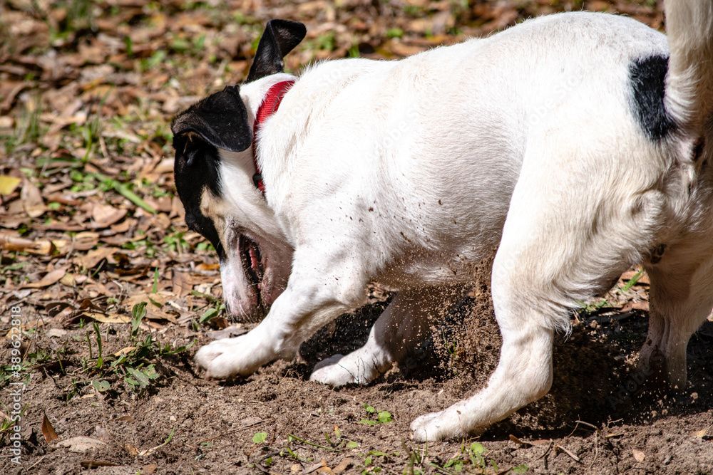 Puppy digging a hole.