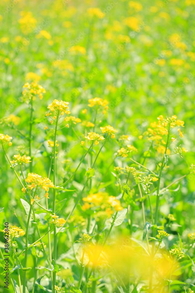 菜の花畑