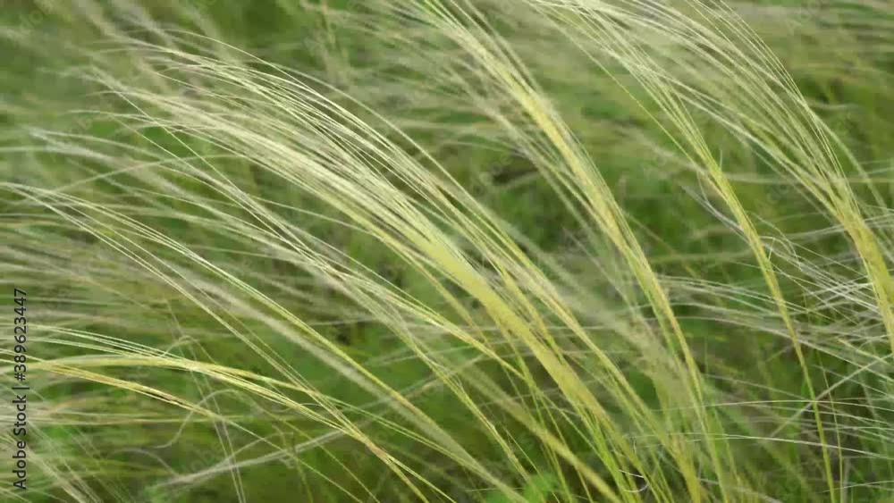 feather grass in a field in the wind. High quality 4k footage feather grass in a field in the wind. High quality 4k footage
