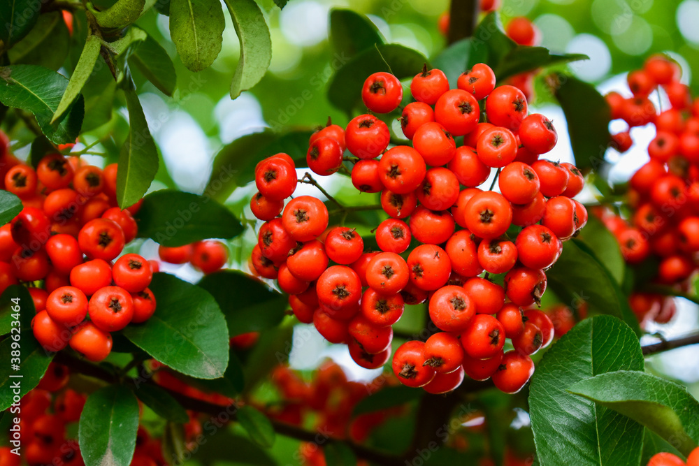 Firethorn (Pyracantha coccinea) berries in the fall season. bright beautiful decorative red berries on bushes, red autumn bright viburnum berries, mountain ash, autumn landscape, selective focus