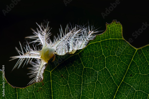 Close up of  Caterpillar on Wildlife
