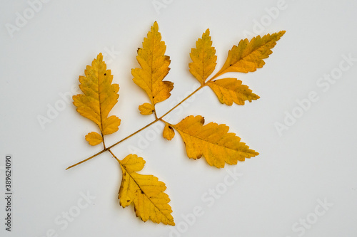 leaves in autumn colors on a white background