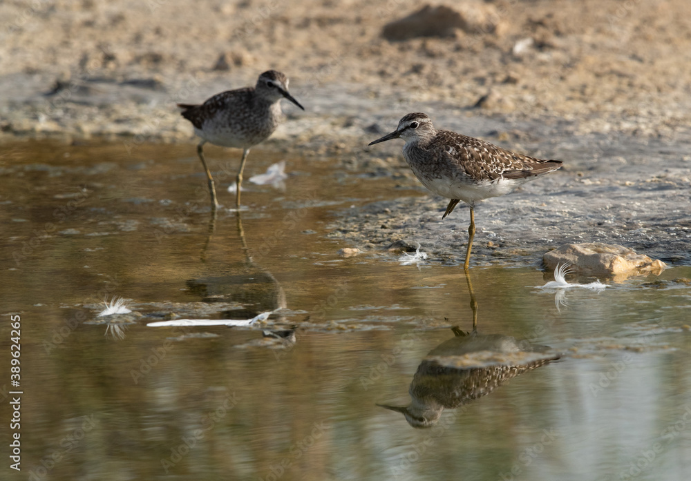A pair of Wood Sandpipers at Asker marsh, Bahrain