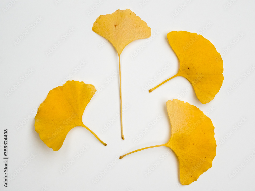 Naklejka premium leaves in autumn colors on a white background