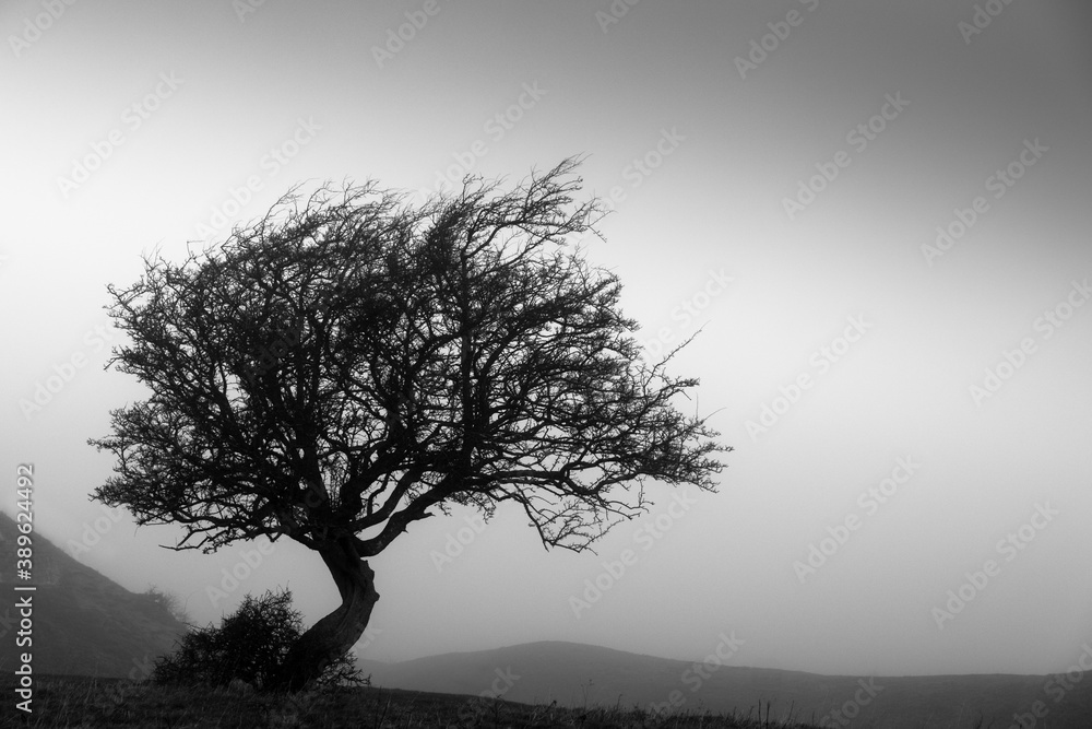 Obraz premium tree in fog