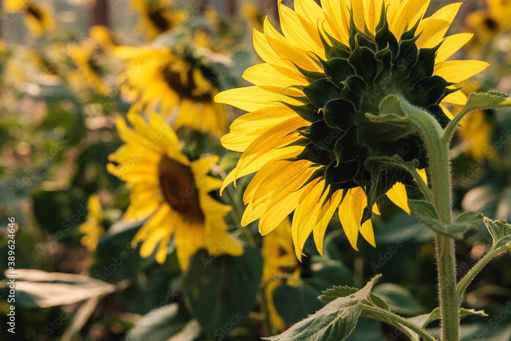 Obraz premium .Sunflower field nature background