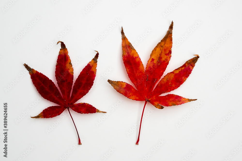 leaves in autumn colors on a white background leaves in autumn colors on a white background
