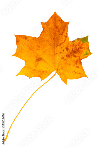 Bright yellow dry fallen maple leaf on a white background