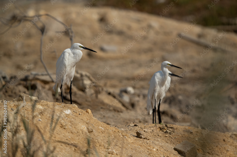 Little Egrets at Asker marsh, Bahrain