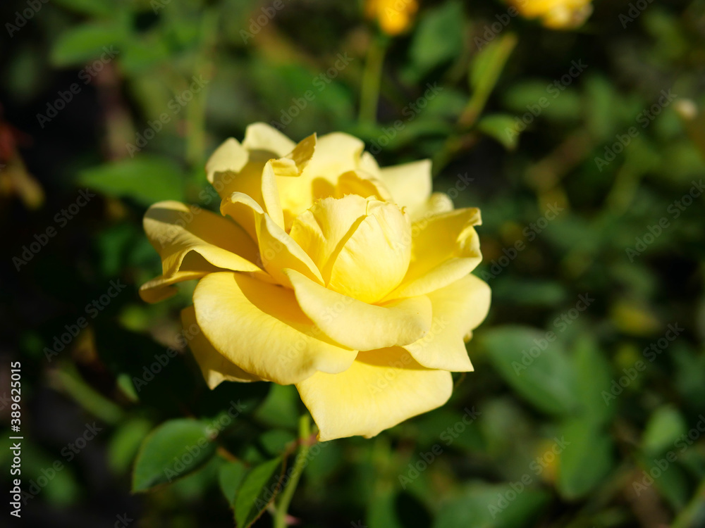秋の旧古河庭園で咲く黄色のバラの花　ヘルムット・シュミット