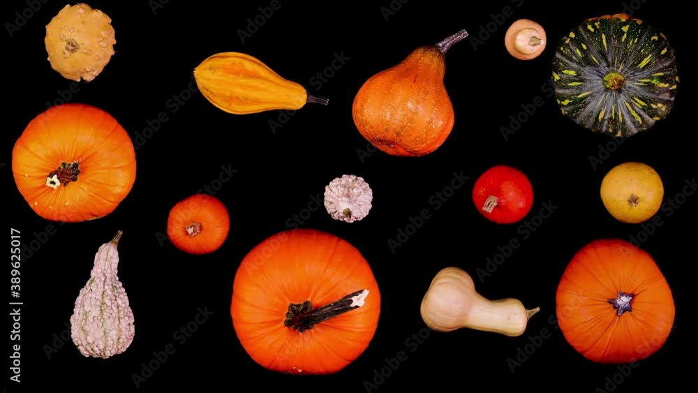 Pumpkins of different kinds. Stop motion animation with pumpkins of different colors and shapes. Colorful autumn, thanksgiving and halloween concept. Pumpkins of different kinds. Stop motion animation with pumpkins of different colors and shapes. Colorful autumn, thanksgiving and halloween concept.