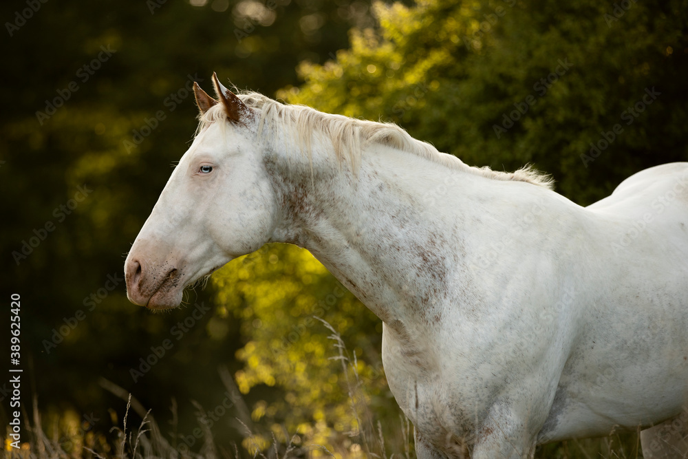 beautiful white horse with blue eyes Appaloosa standing in high green grass 