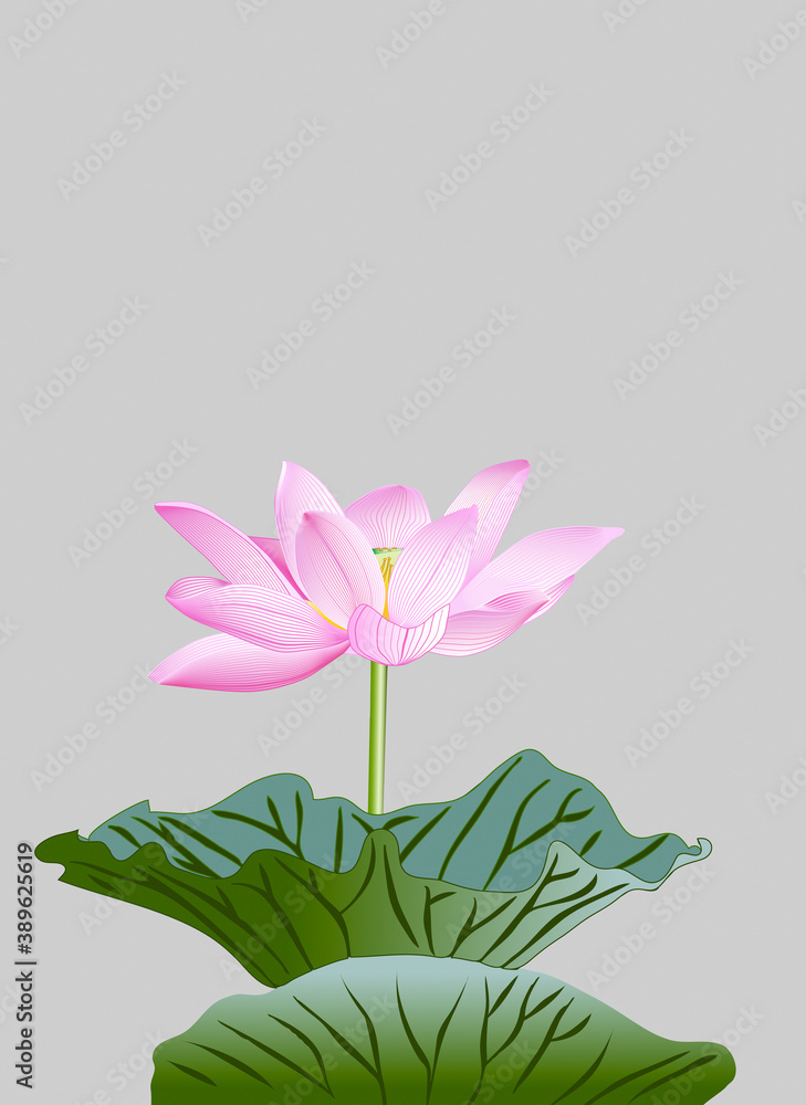 Fototapeta premium 蓮の花