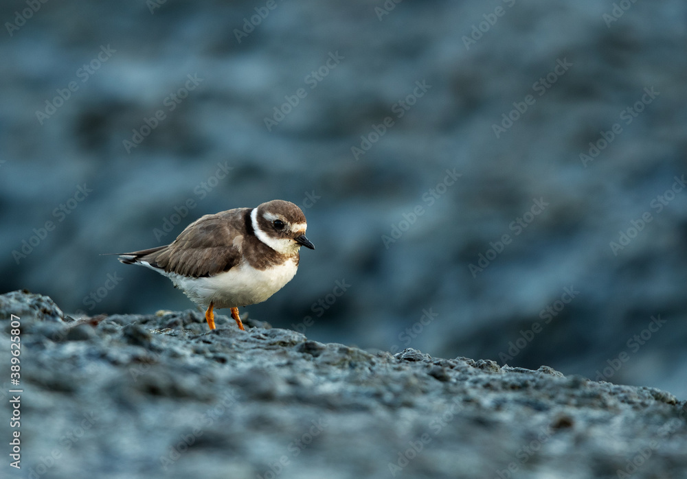 Little ringed plover at Tubli bay, Bahrain